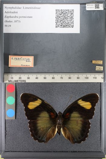 Media type: image;   Entomology 142616